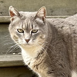 Bonnie Blue Butler
